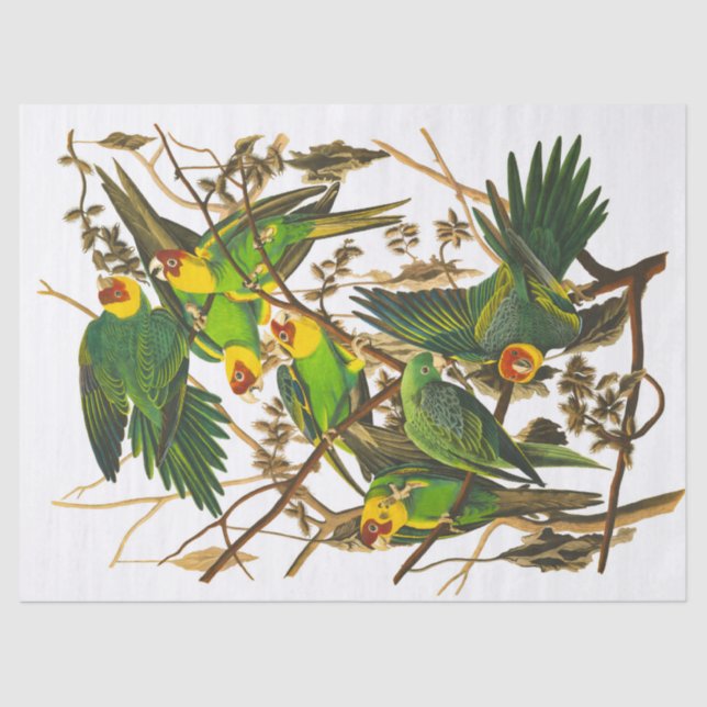 Papel De Seda Carolina Parrot por John James Audubon (Frente )