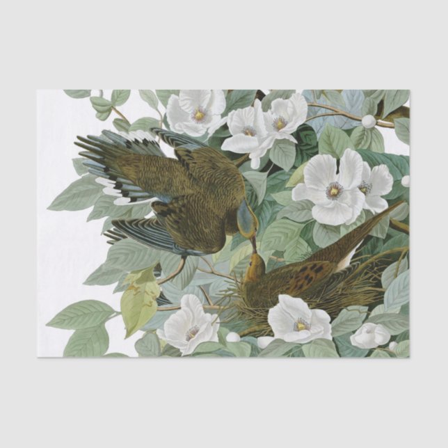 Papel De Seda Carolina Pigeon Audubon Morning Dove (Frente )