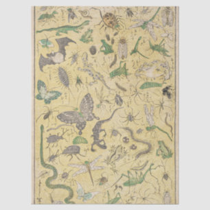 Papel De Seda Cartaz Vintage Japonês de Biologia Sapo Insetos Co