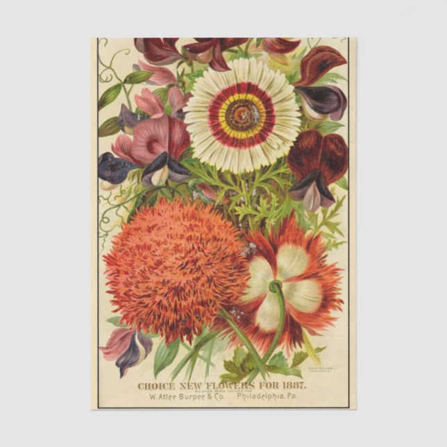 Papel De Seda Catálogo de Sementes Antigas Burpee Novas Flores 1 (Frente )
