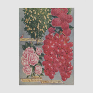 Papel De Seda Catálogo de Sementes Antigas, Rosa Dorothy Perkins