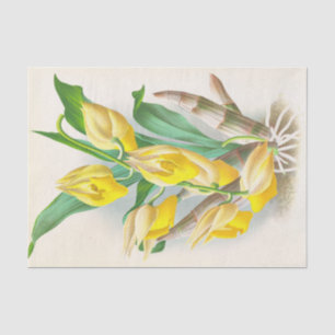 Papel De Seda Catasetum Macrocaprum (orquídea) por Jean Linden