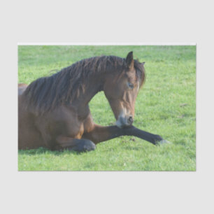Papel De Seda Cavalo castanho bonito a vaiar na grama