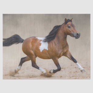 Papel De Seda Cavalo De Miniatura Americana Horrível Em Poeira