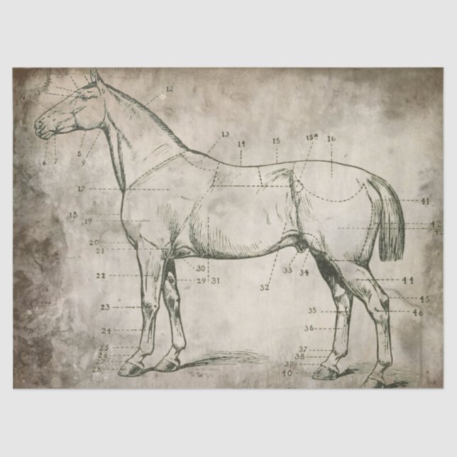 Papel De Seda Cavalo numerado (Frente )