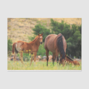 Papel De Seda Cavalos Bonitos