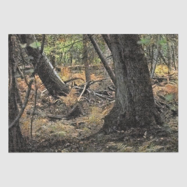 Papel De Seda Cena da floresta do outono (Frente )