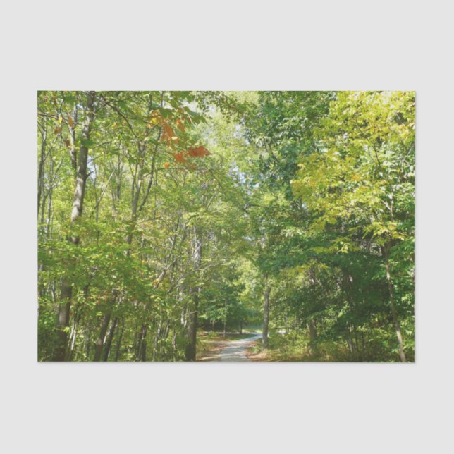 Papel De Seda Centenário Caminho Wooded I Natureza da Cidade Ell (Frente )