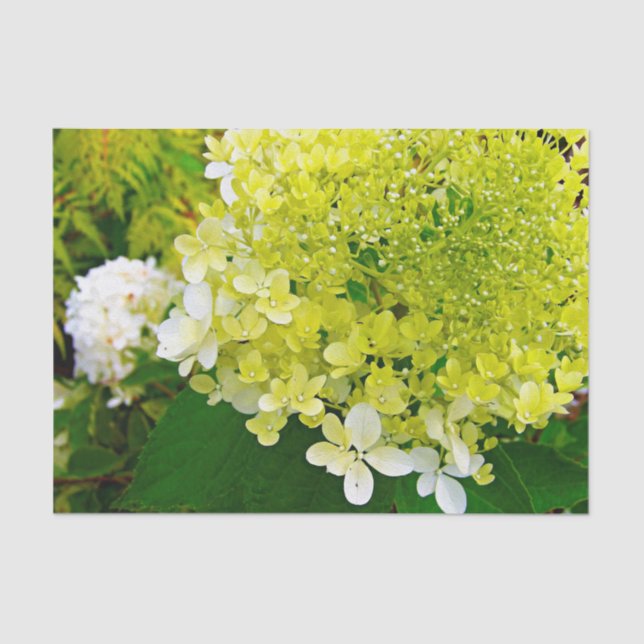 Papel De Seda Chartreuse Green, Limelight Hydrangea, (Frente )