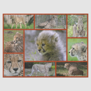 Papel De Seda Cheetah-Collage 001 Poster