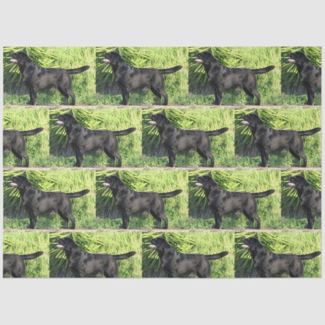 Papel De Seda CHEIO de laboratório preto LR (Frente )