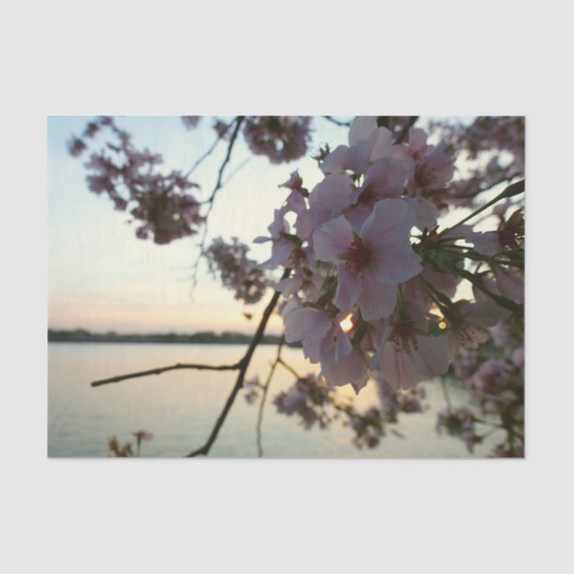 Papel De Seda Cherry Blossom Sunset em Washington DC (Frente )