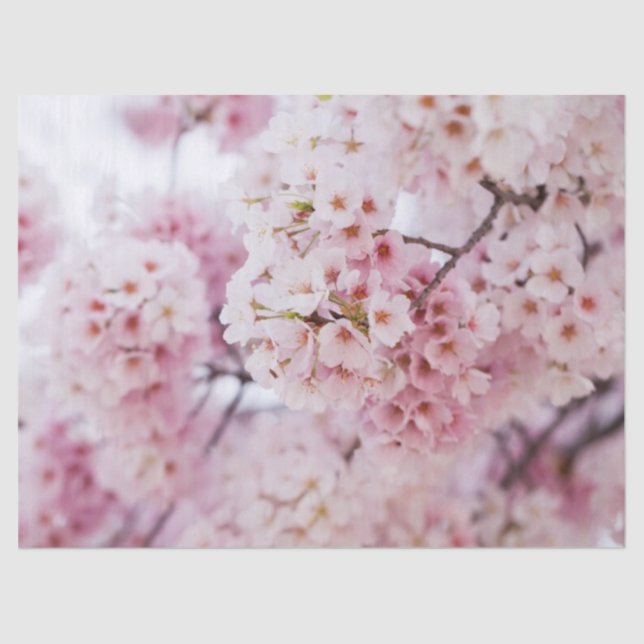 Papel De Seda Cherry Blossoms (Frente )
