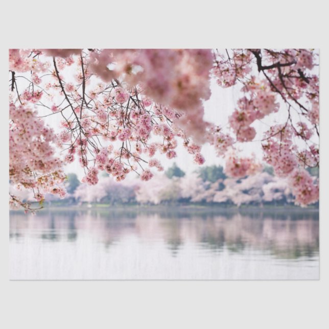 Papel De Seda Cherry Blossoms (Frente )