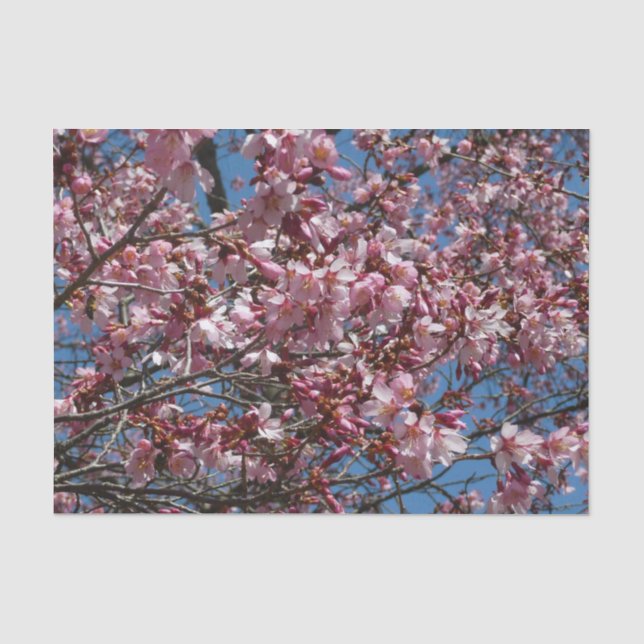 Papel De Seda Cherry Blossoms e Blue Sky Primavera Floral (Frente )