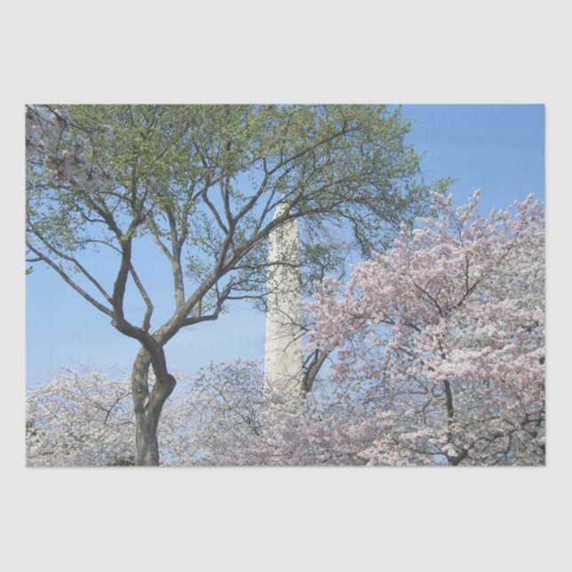 Papel De Seda Cherry Blossoms e o Monumento de Washington em DC (Frente )