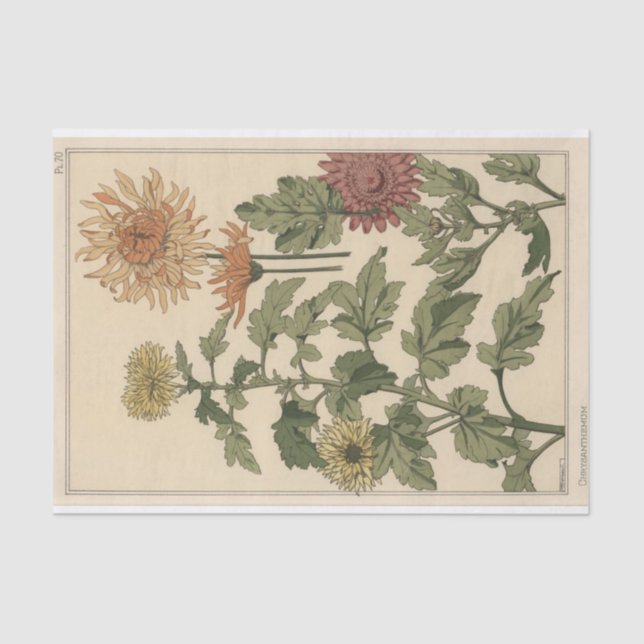 Papel De Seda Chrysanthemums, Eugene Grasset's Botany Series (Frente )