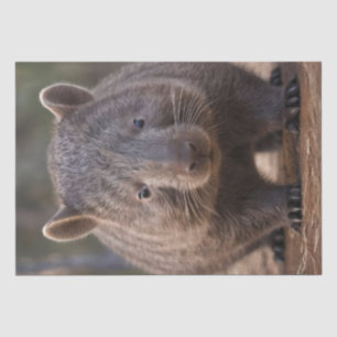 Papel De Seda Chubby The Australian Wombat,