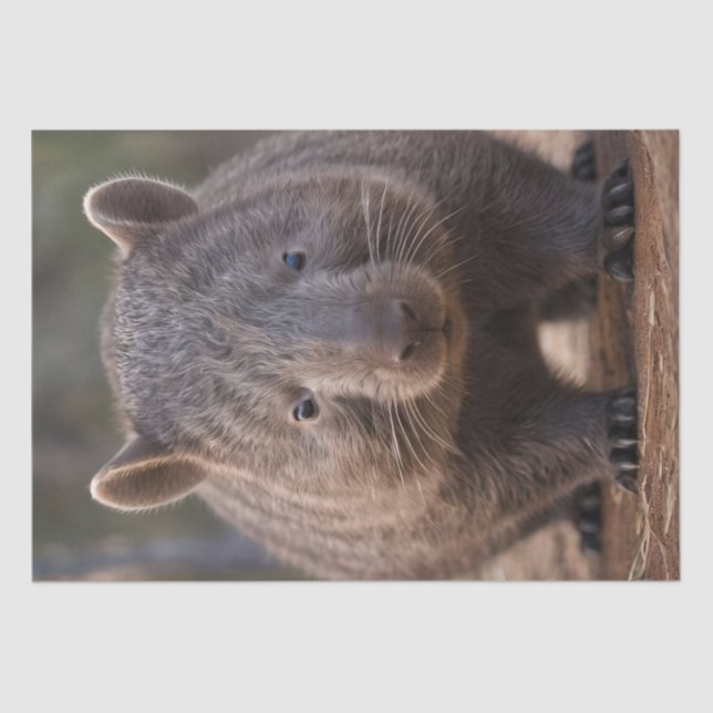 Papel De Seda Chubby The Australian Wombat, (Frente )