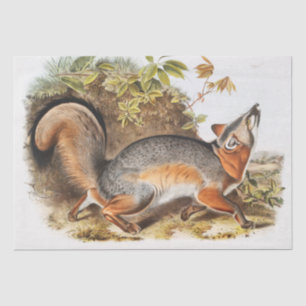 Papel De Seda Cinza (Canis Virginianus)
