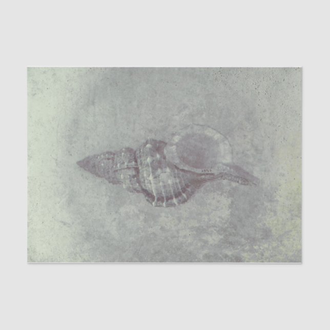 Papel De Seda Cinza de Sea Shell Textura de praia do Oceano (Frente )
