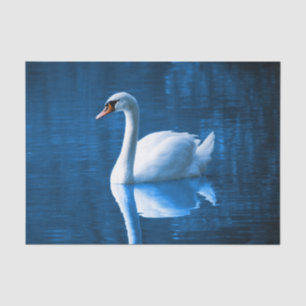 Papel De Seda Cisne branca bonita na água
