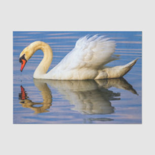Papel De Seda Cisne muda, olor do cygnus
