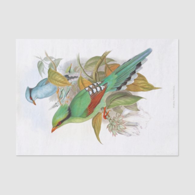 Papel De Seda Cissa Venatoria Decoupage (Frente )