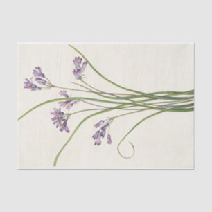 Papel De Seda Clusteramente por Mary Vaux Walcott