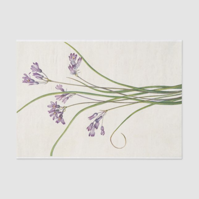 Papel De Seda Clusteramente por Mary Vaux Walcott (Frente )