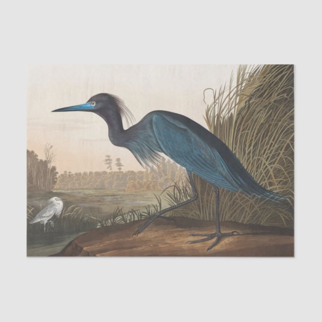 Papel De Seda coastal Audobon blue heron Tissue Paper (Frente )