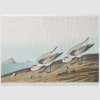 Papel De Seda coastal audobon sanderling gulls tissue paper