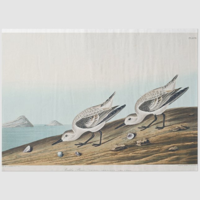 Papel De Seda coastal audobon sanderling gulls tissue paper (Frente )