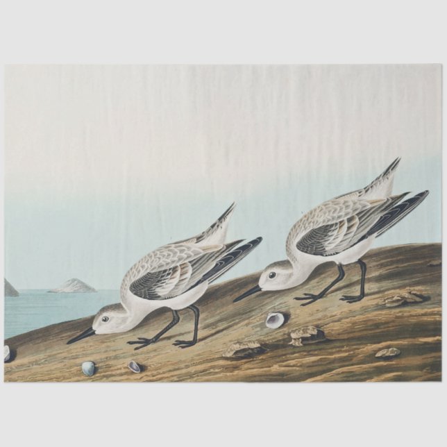 Papel De Seda coastal audobon sanderling gulls tissue paper (Frente )