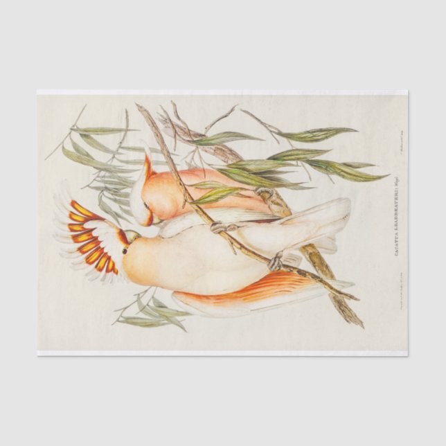 Papel De Seda Cockatoo (Frente )