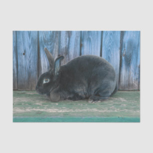 Papel De Seda Coelho Bunny Rústico Azul Verde Fazenda Rural