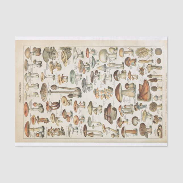 Papel De Seda Colagem de Desligamento de Fungos Franceses Mushro (Frente )