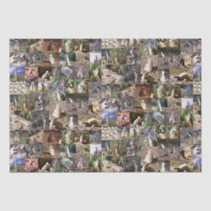Papel De Seda Colagem de Fotos Meerkat,