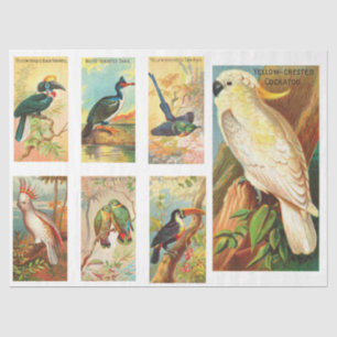 Papel De Seda Coleção de Pássaros Cockatoo 1 Vintage Decoupage T