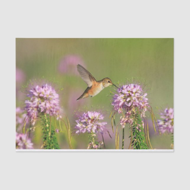 Papel De Seda Colibri e Wildflowers (Frente )