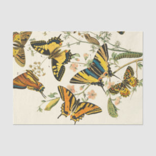 Papel De Seda Coloração das Borboletas e das lagartas