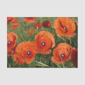 Papel De Seda Common Poppies