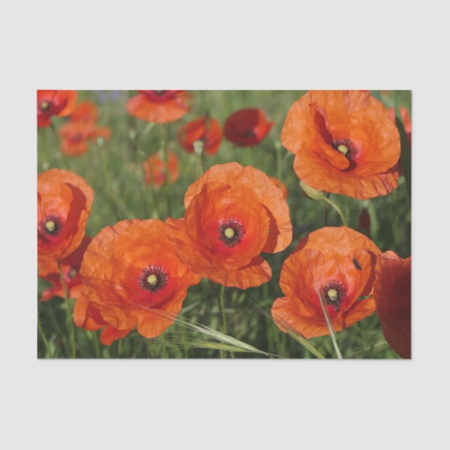 Papel De Seda Common Poppies  (Frente )