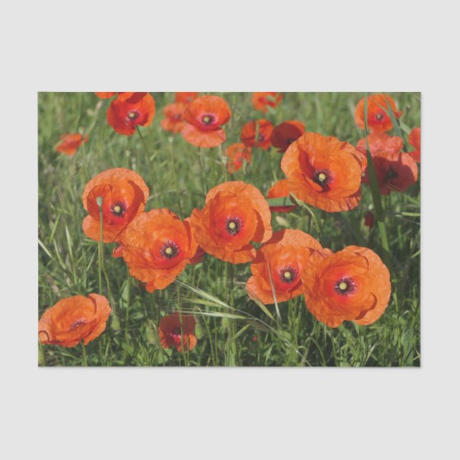 Papel De Seda Common Poppies  (Frente )