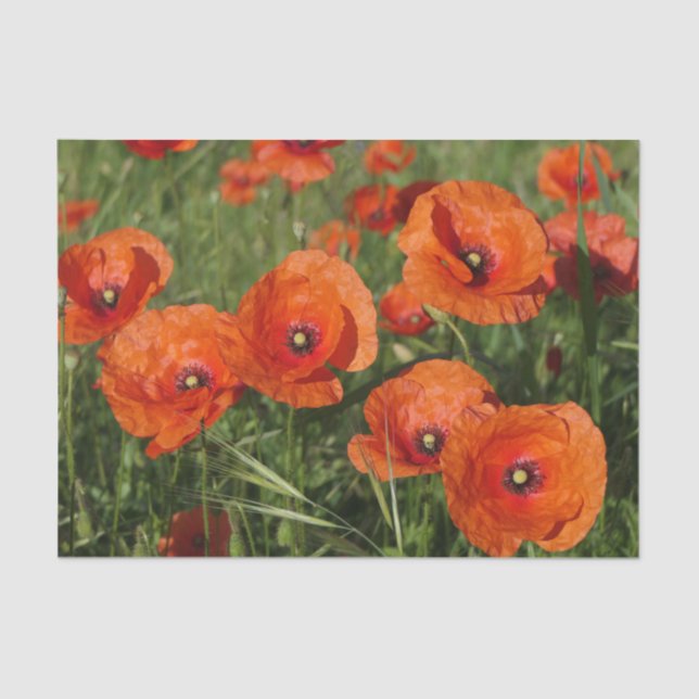 Papel De Seda Common Poppies  (Frente )