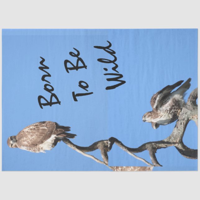 Papel De Seda Composto de Falcão Juvenil Red Tailed (Frente )