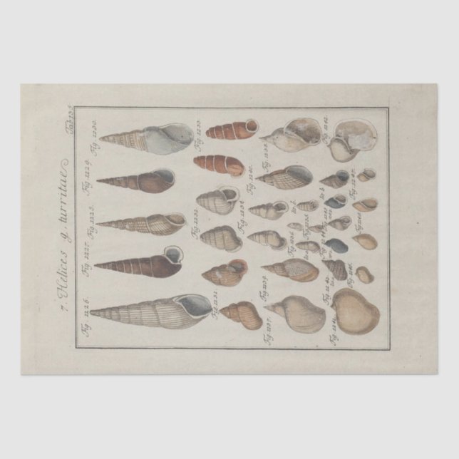 Papel De Seda Conchas do Mar Náutico Ephemera Decoupage Francês (Frente )