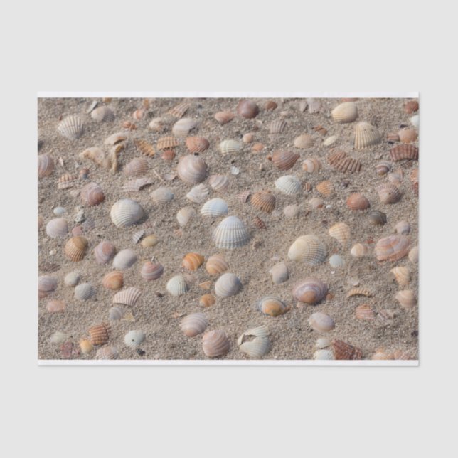 Papel De Seda Conchas marítimas na praia (Frente )