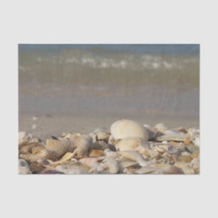 Papel De Seda conchas, praia, água, areia, mar, mar, fotografia,