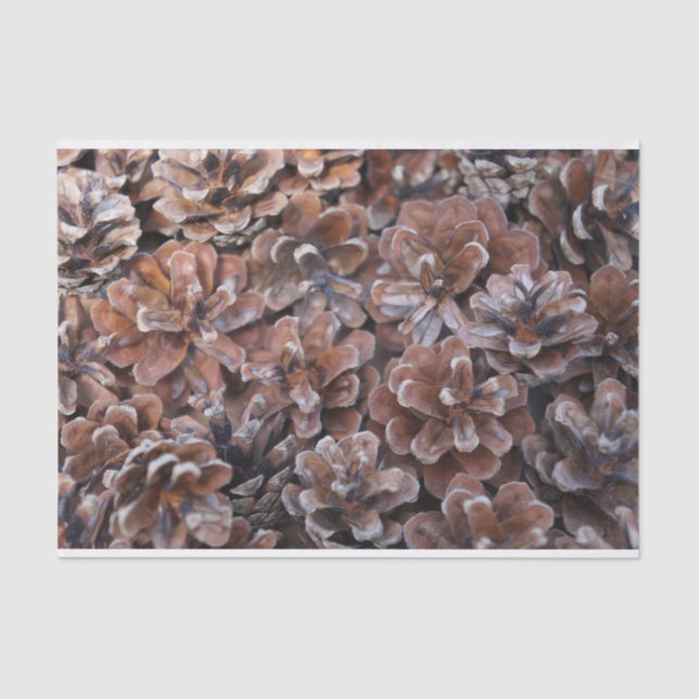 Papel De Seda Conjunto de cones do pinho (Frente )